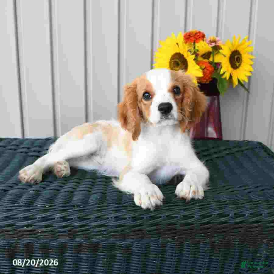 Cavapoo dogs Indie - Ad 1