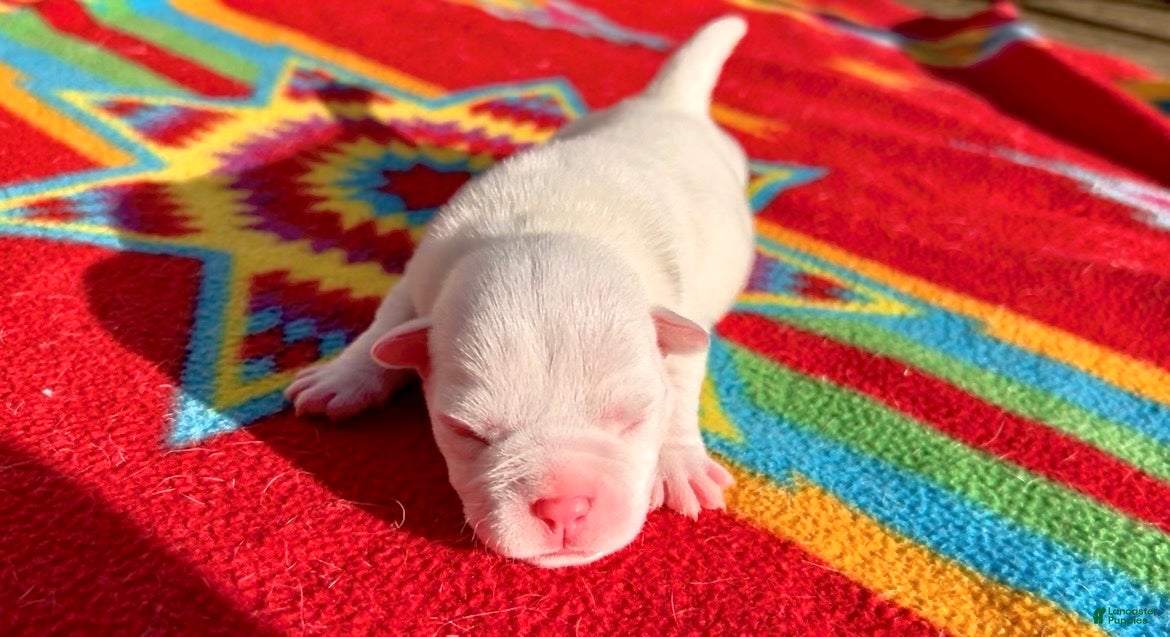 American Bully dogs American Bully Puppy 1 - Ad 39