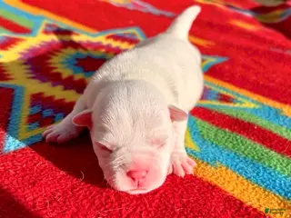American Bully dogs American Bully Puppy 1 - Ad 39