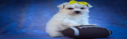 Maltese dogs for sale: Miley💜 - Ad 18