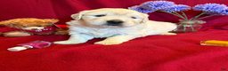 Golden Retriever dogs for sale: Bougie - Ad 4