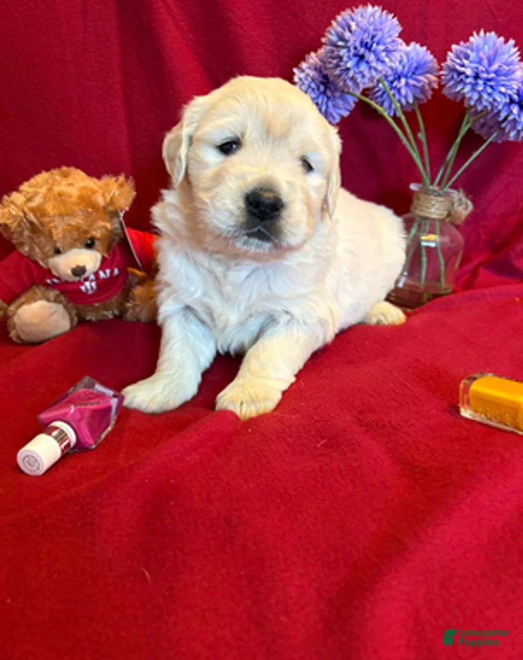 Golden Retriever dogs for sale: Bougie - Ad 4