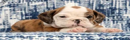 English Bulldog dogs for sale: Lettie - Ad 8