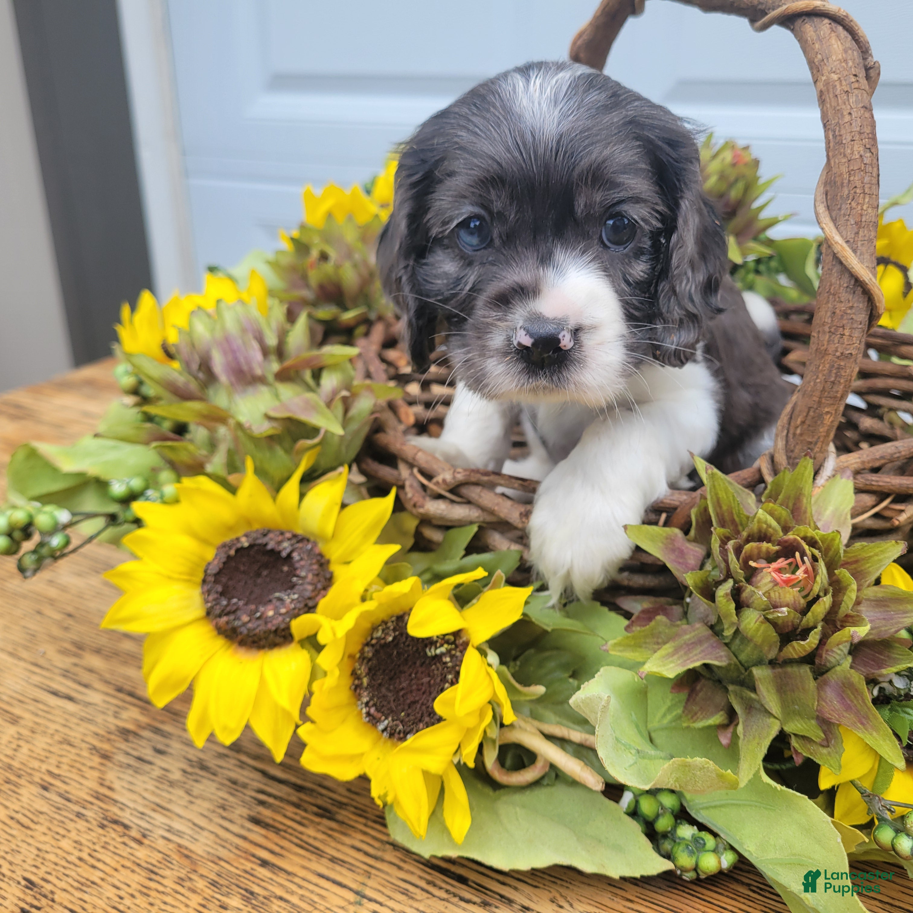 Mixed Breed dogs Maisie - Ad 1