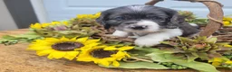 Mixed Breed dogs for sale: Maisie - Ad 1