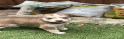 Pomsky dogs for sale: Flint - Ad 19
