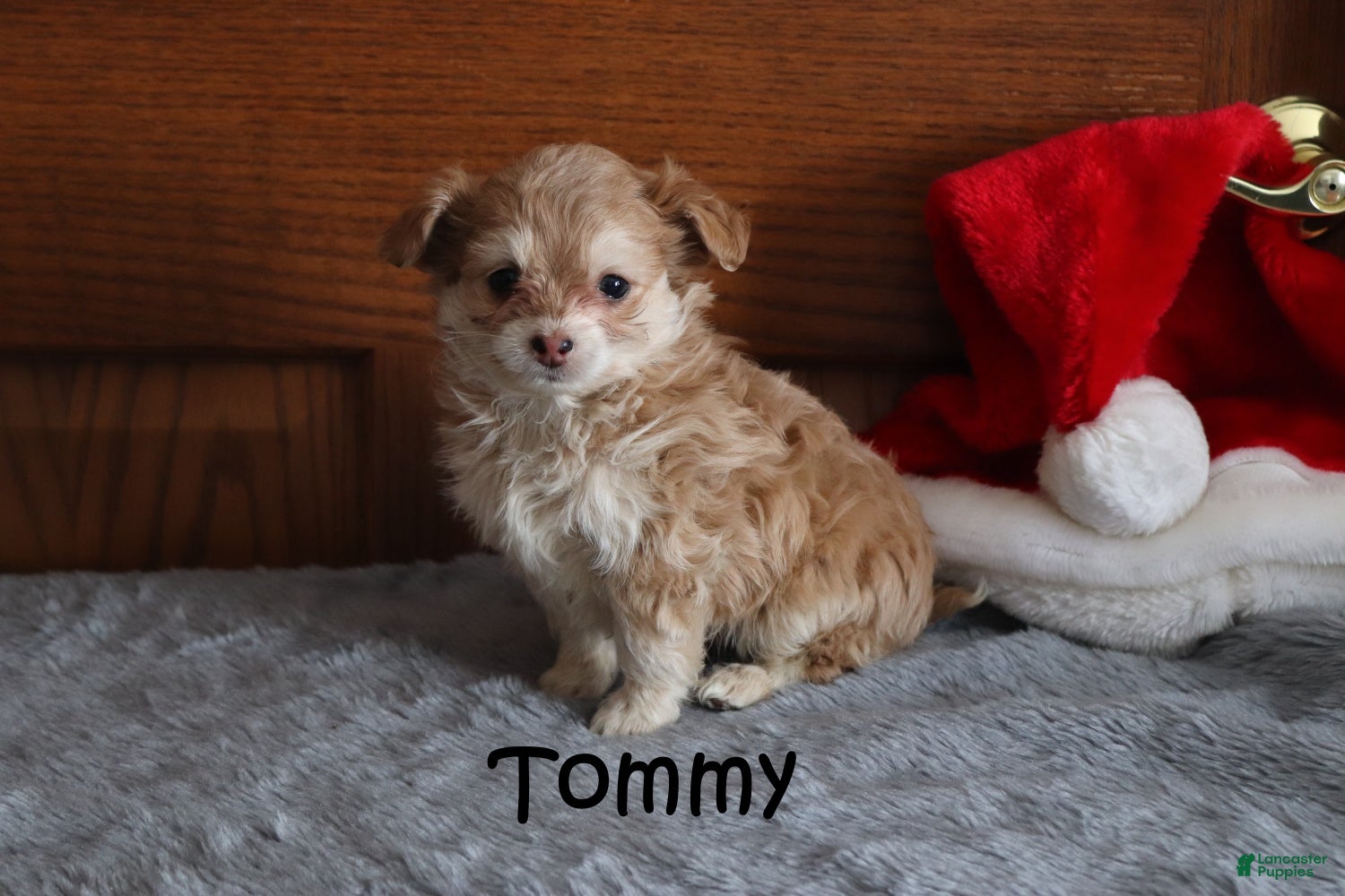 Miniature Poodle dogs Tommy - Ad 33
