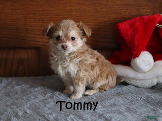 Miniature Poodle dogs Tommy - Ad 33