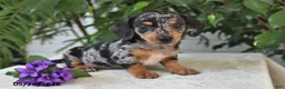 Dachshund dogs for sale: Nichole - Ad 3