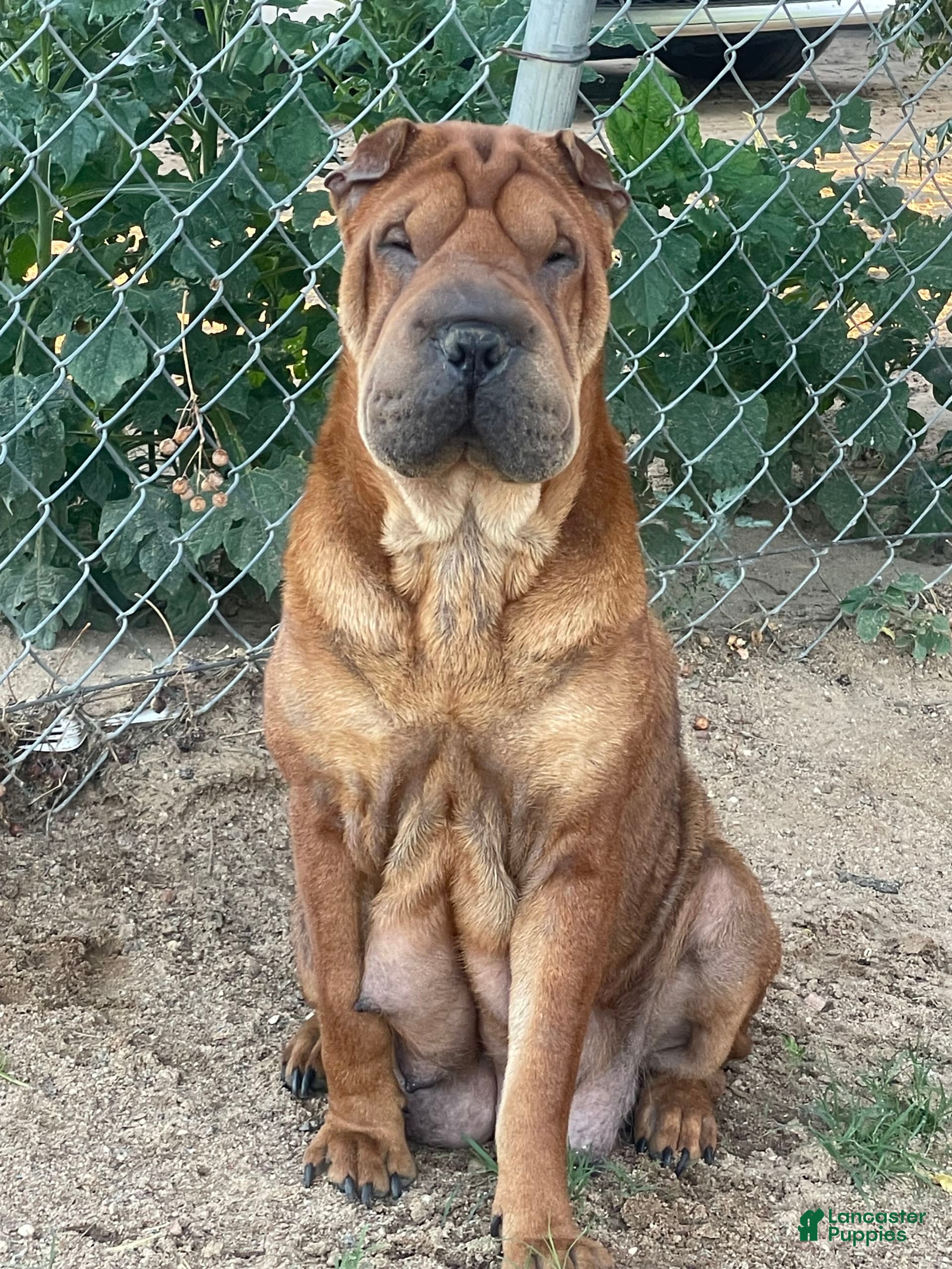Bullmastiff Cross Shar Pei Boy Stud Blue Bullmastiff Bordeaux