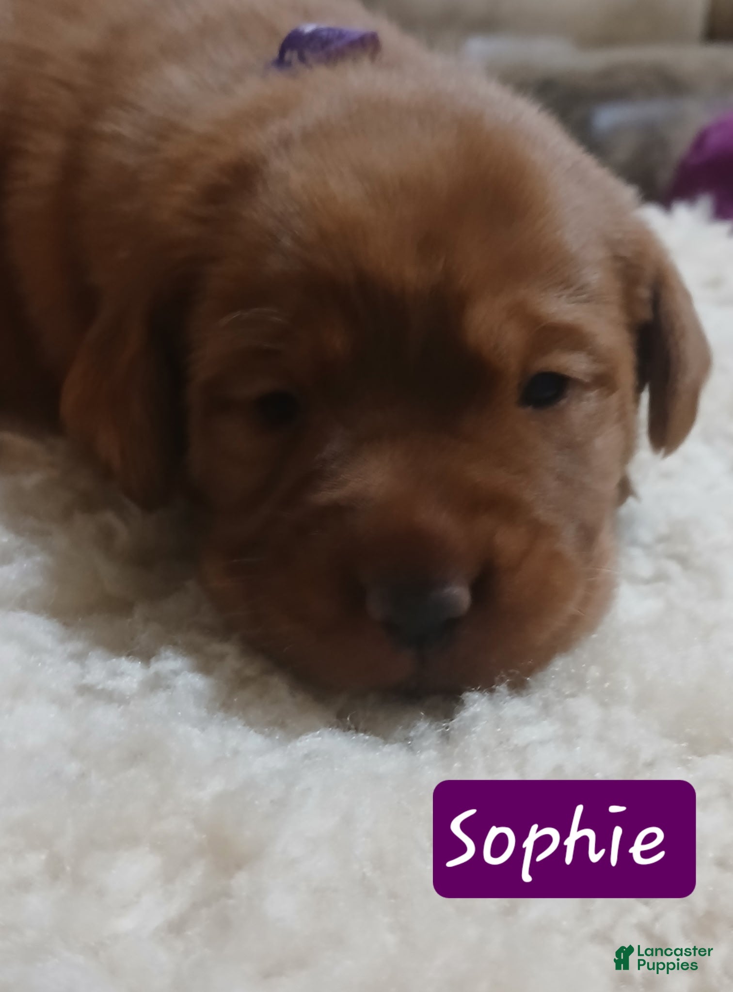 Labrador Retriever dogs for sale: Sophie - Ad 1