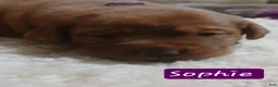 Labrador Retriever dogs for sale: Sophie - Ad 1