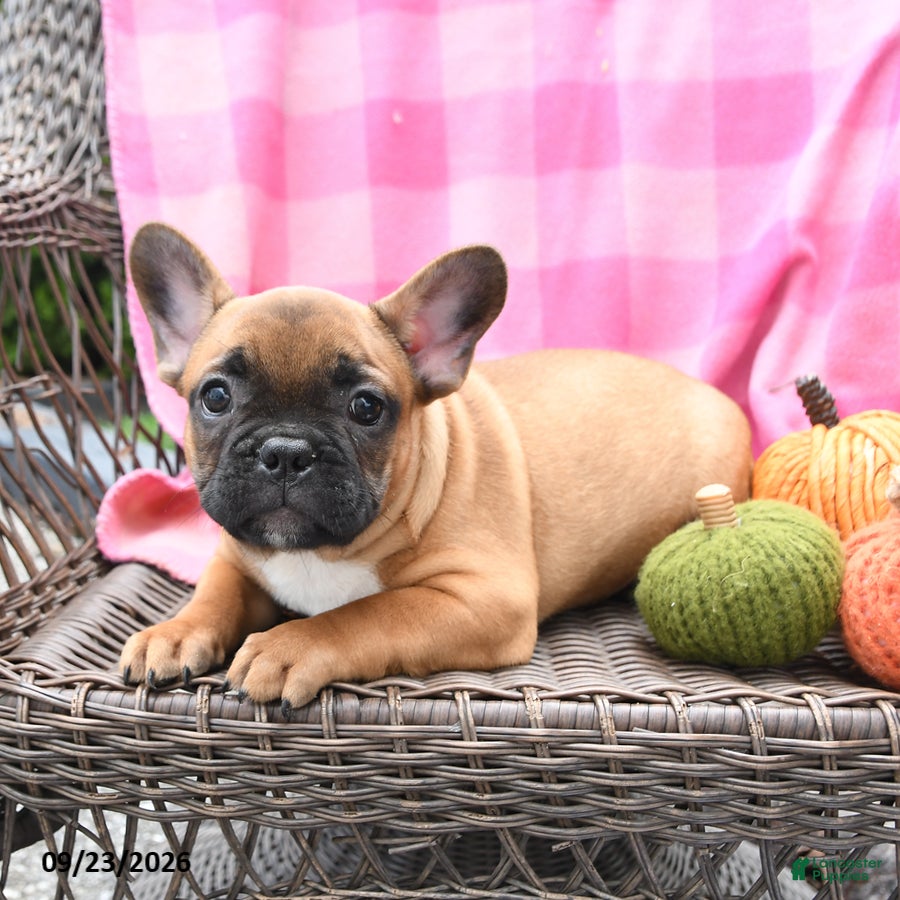 French Bulldog dogs Kieran - Ad 2