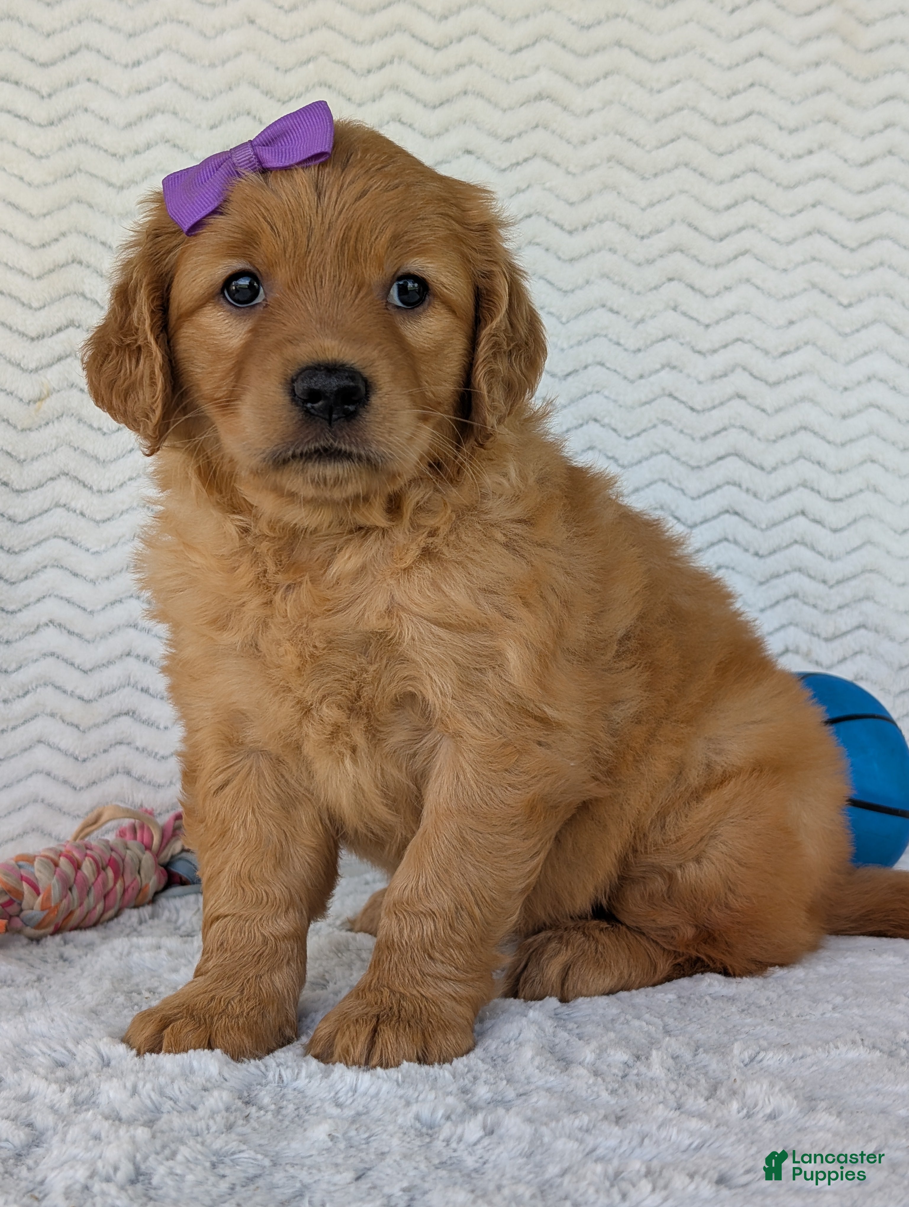 Golden Retriever dogs Miss Millie  - Ad 2