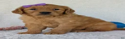 Golden Retriever dogs for sale: Miss Millie  - Ad 2