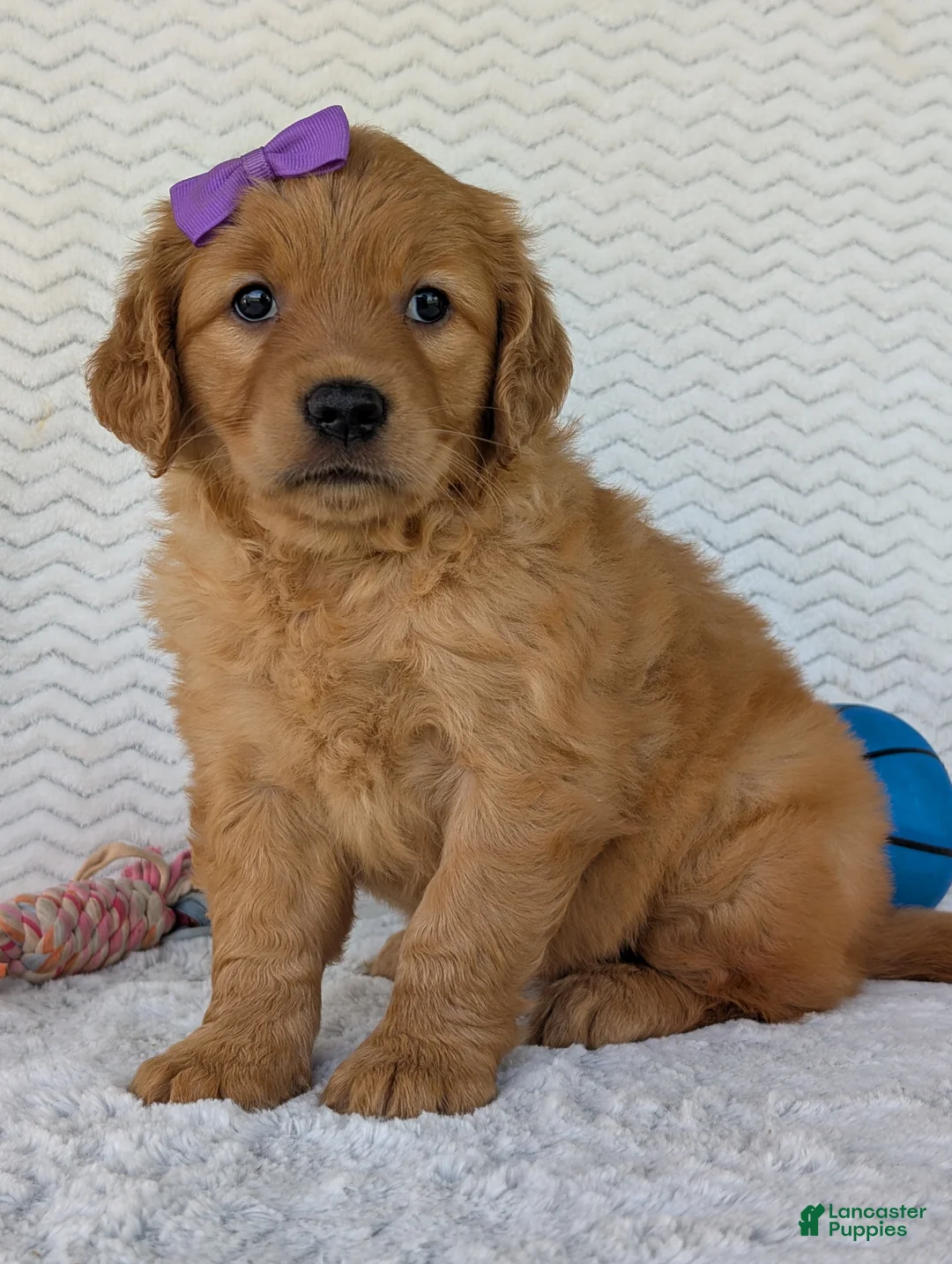 Golden Retriever dogs for sale: Miss Millie  - Ad 2