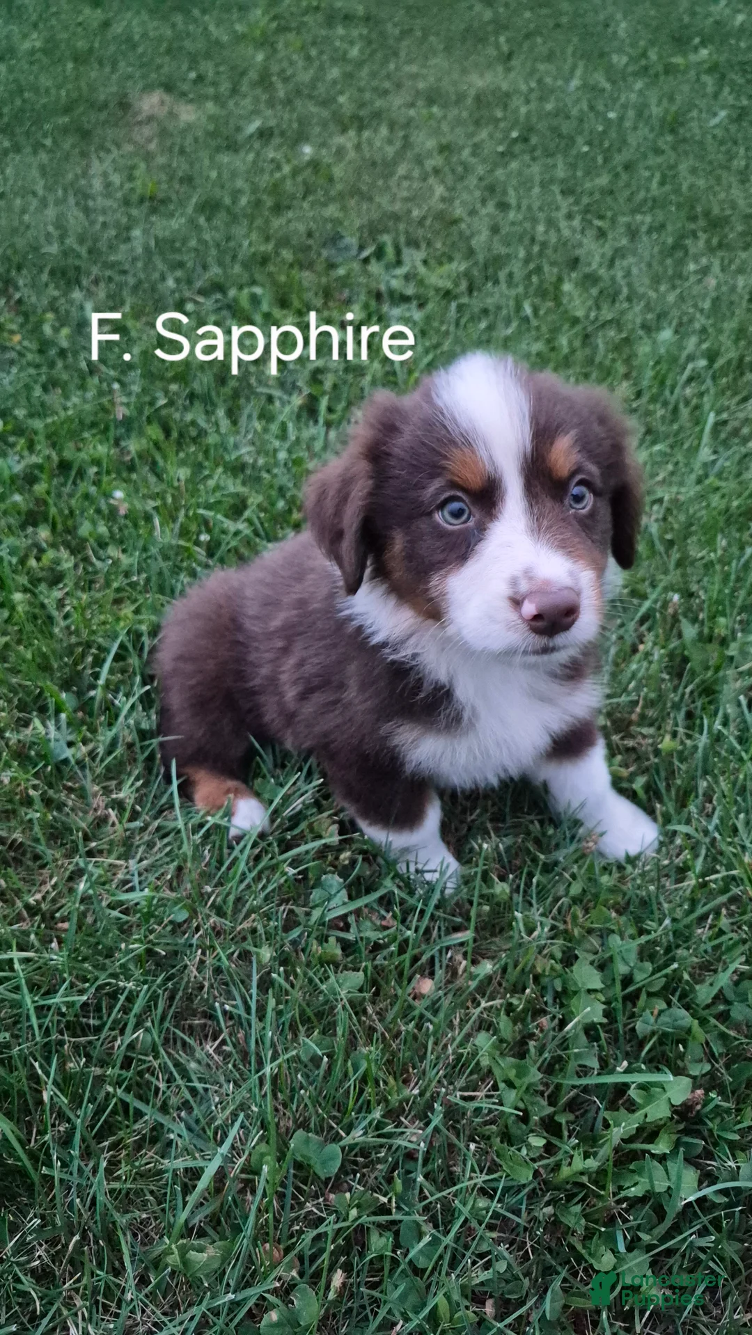 Australian Shepherd dogs for sale: Sapphire, A.S. 7 - Ad 1
