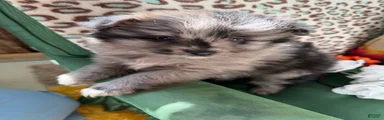 Pomeranian Puppy 1