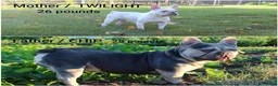 French Bulldog dogs for sale: Twinkle - Ad 6