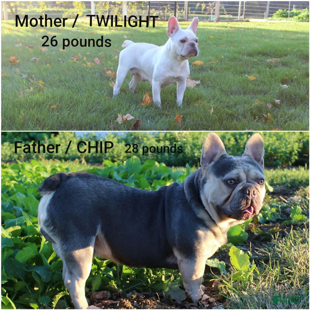 French Bulldog dogs for sale: Twinkle - Ad 6