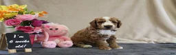 Miniature Poodle dogs for sale: Percy - Ad 6
