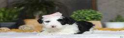 Sheepadoodle dogs for sale: Bunni - Ad 5