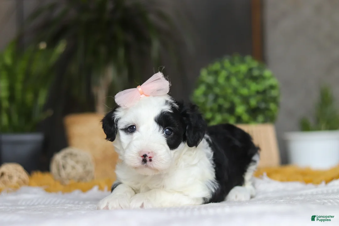 Sheepadoodle dogs for sale: Bunni - Ad 5