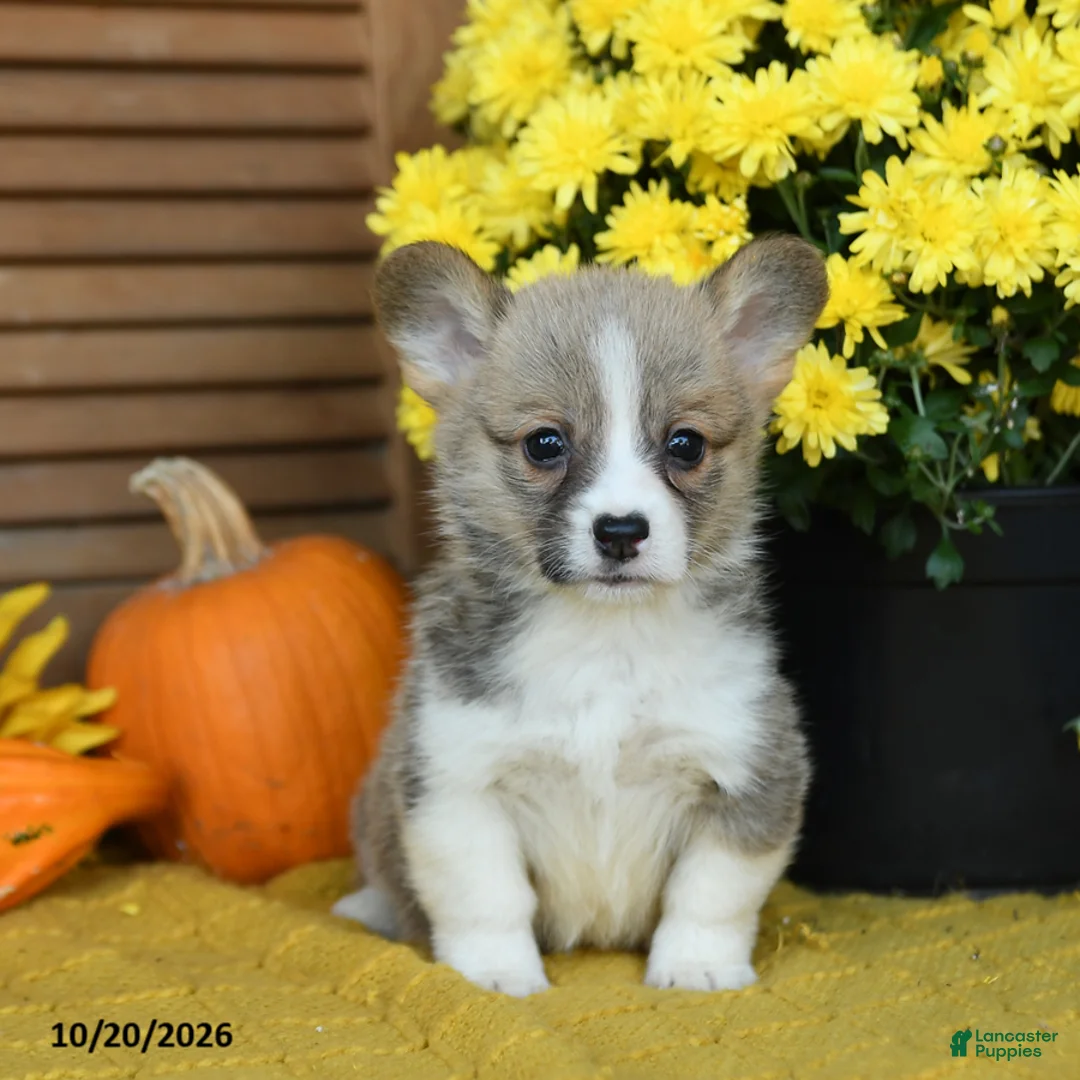 Welsh Corgi Pembroke dogs for sale: Dolly - Ad 1