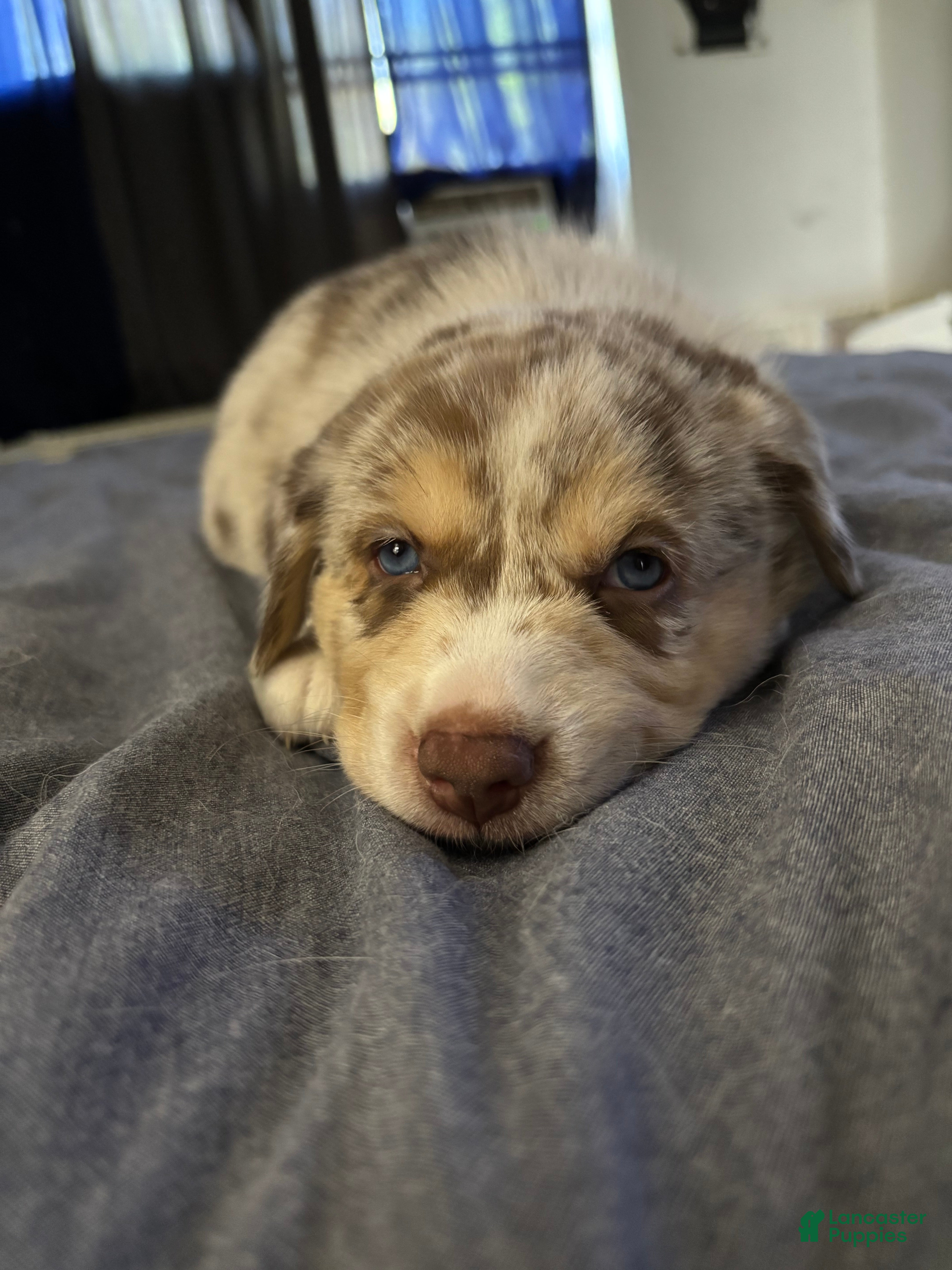 Mixed Breed dogs Mixed Breed Puppy 4 - Ad 31