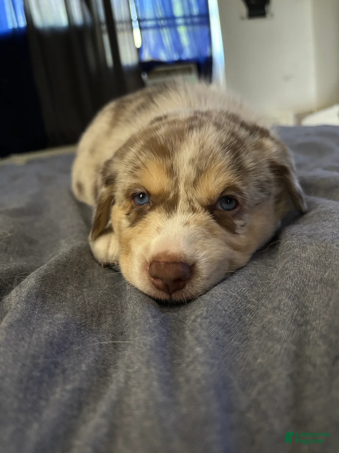 Mixed Breed dogs for sale: Mixed Breed Puppy 4 - Ad 1