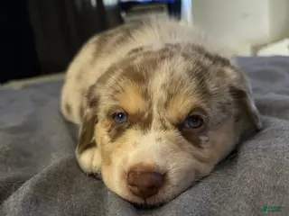 Mixed Breed dogs Mixed Breed Puppy 4 - Ad 31