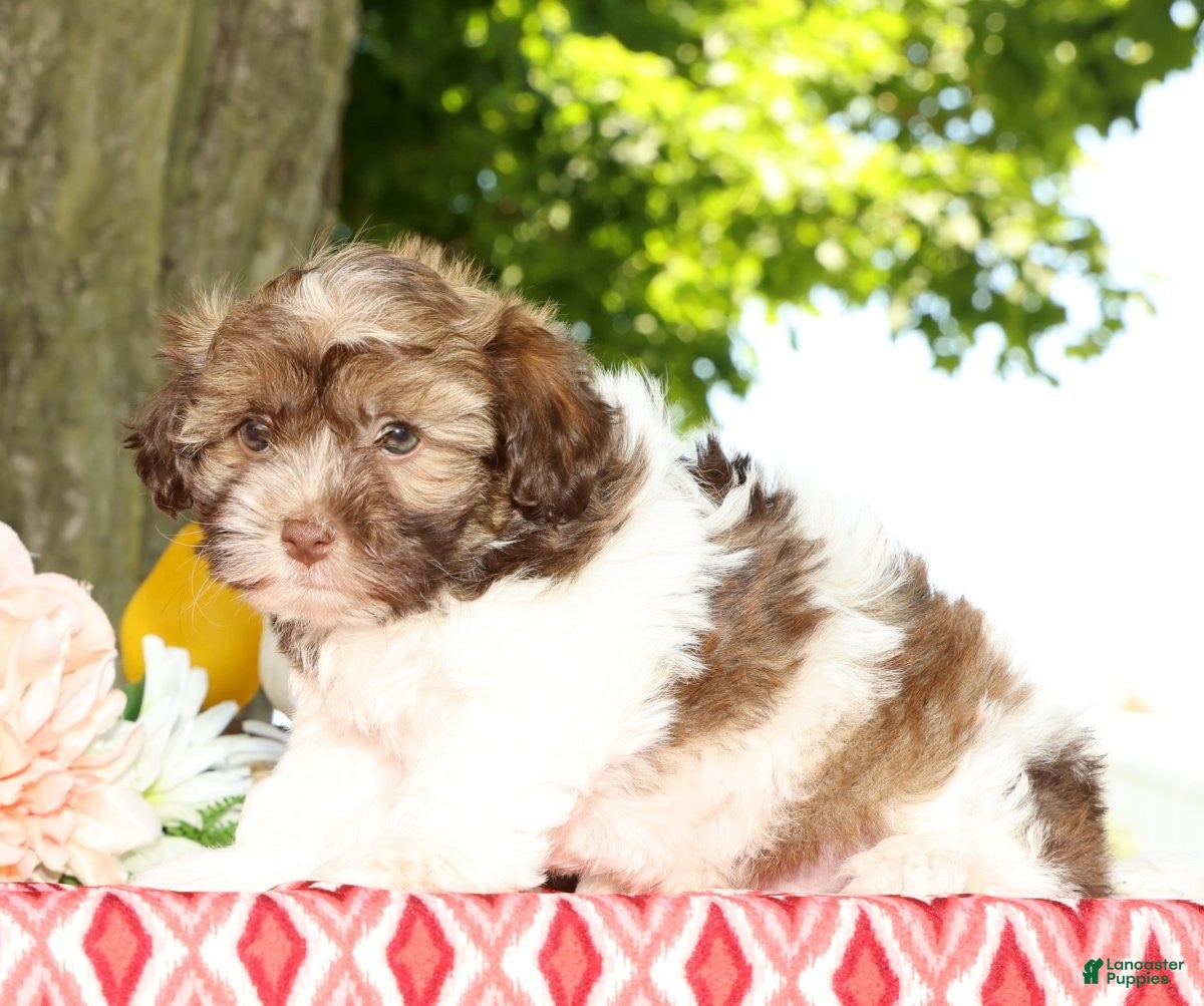 Havanese dogs for sale: Major - Ad 8