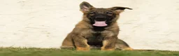 German Shepherd dogs for sale: Fisher German Shepherd  - Ad 2