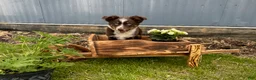 Miniature Australian Shepherd dogs for sale: Patrick redtri - Ad 1