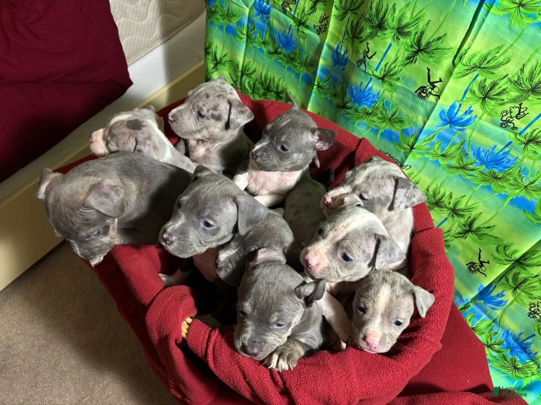 American Pit Bull Terrier dogs for sale: American Pit Bull Terrier Puppy 1 - Ad 1