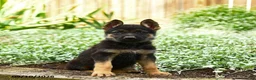 German Shepherd dogs for sale: Violet - Ad 1
