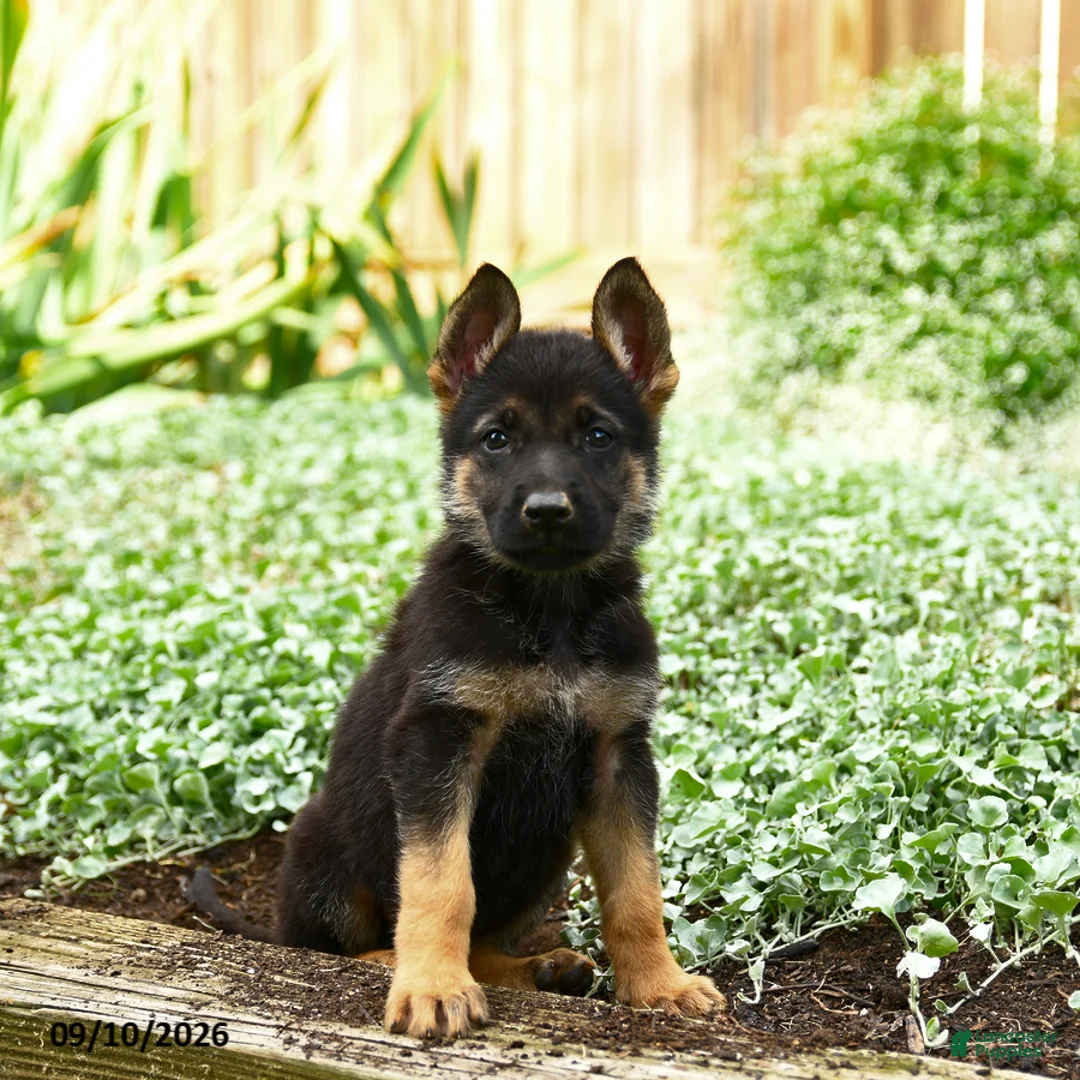 German Shepherd dogs for sale: Violet - Ad 1