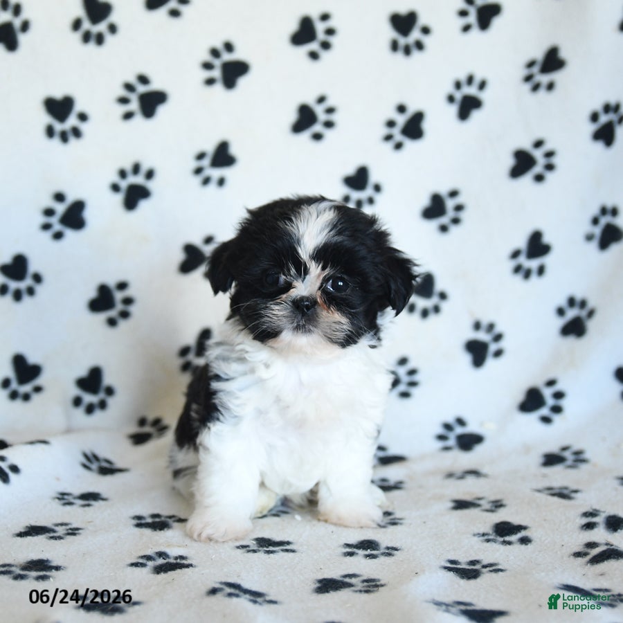 Shih Tzu dogs Kolby - Ad 2