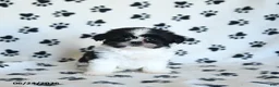 Shih Tzu dogs for sale: Kolby - Ad 2