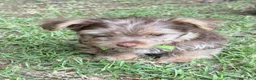 Yorkshire Terrier dogs for sale: Loki 2.0 - Ad 1
