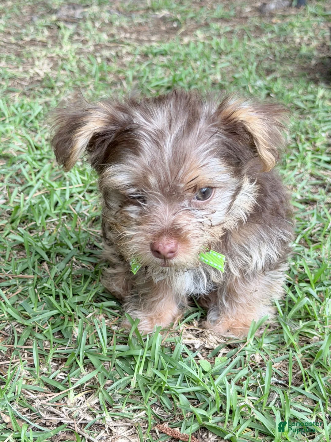 Yorkshire Terrier dogs for sale: Loki 2.0 - Ad 1