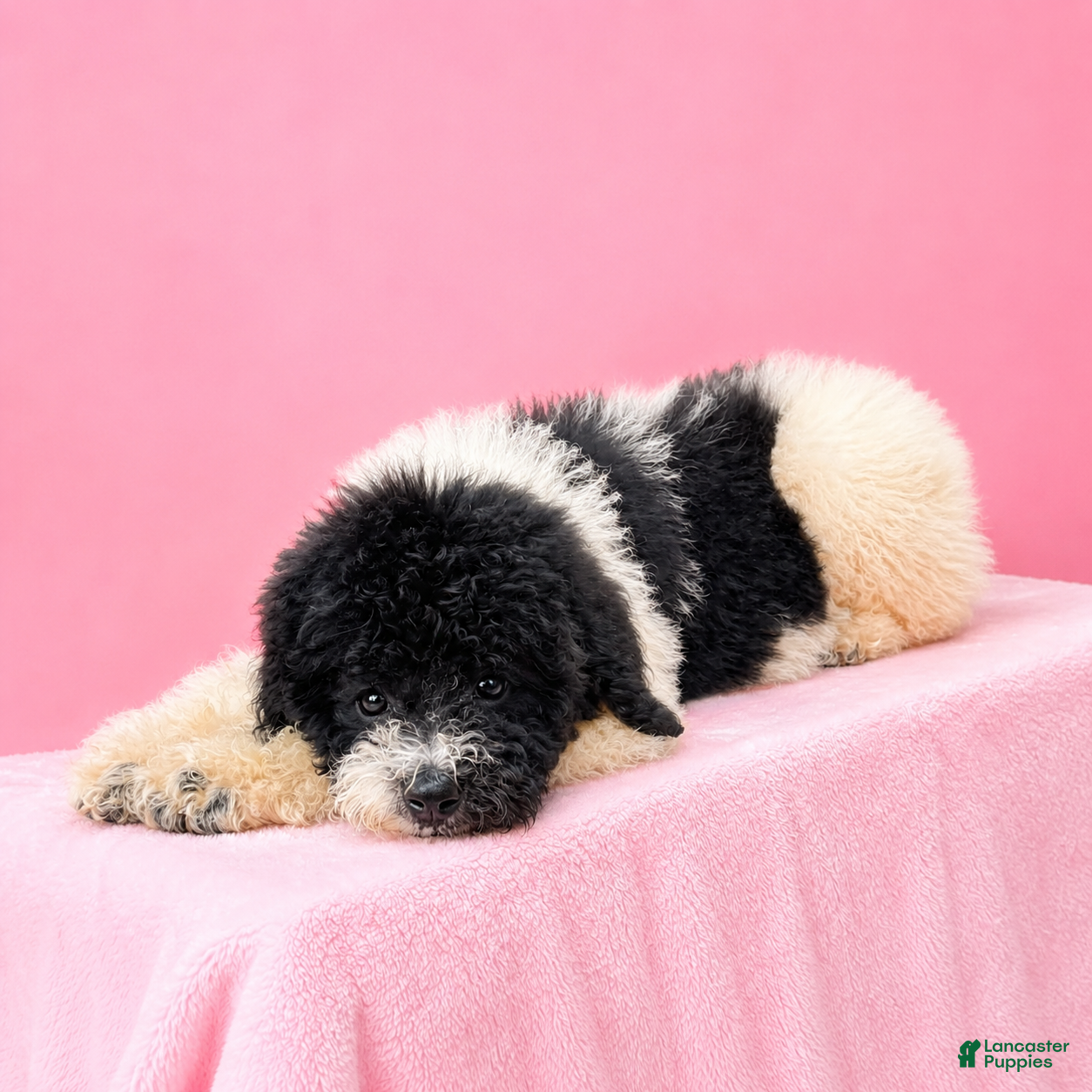 Standard Poodle dogs Zoey - Ad 27