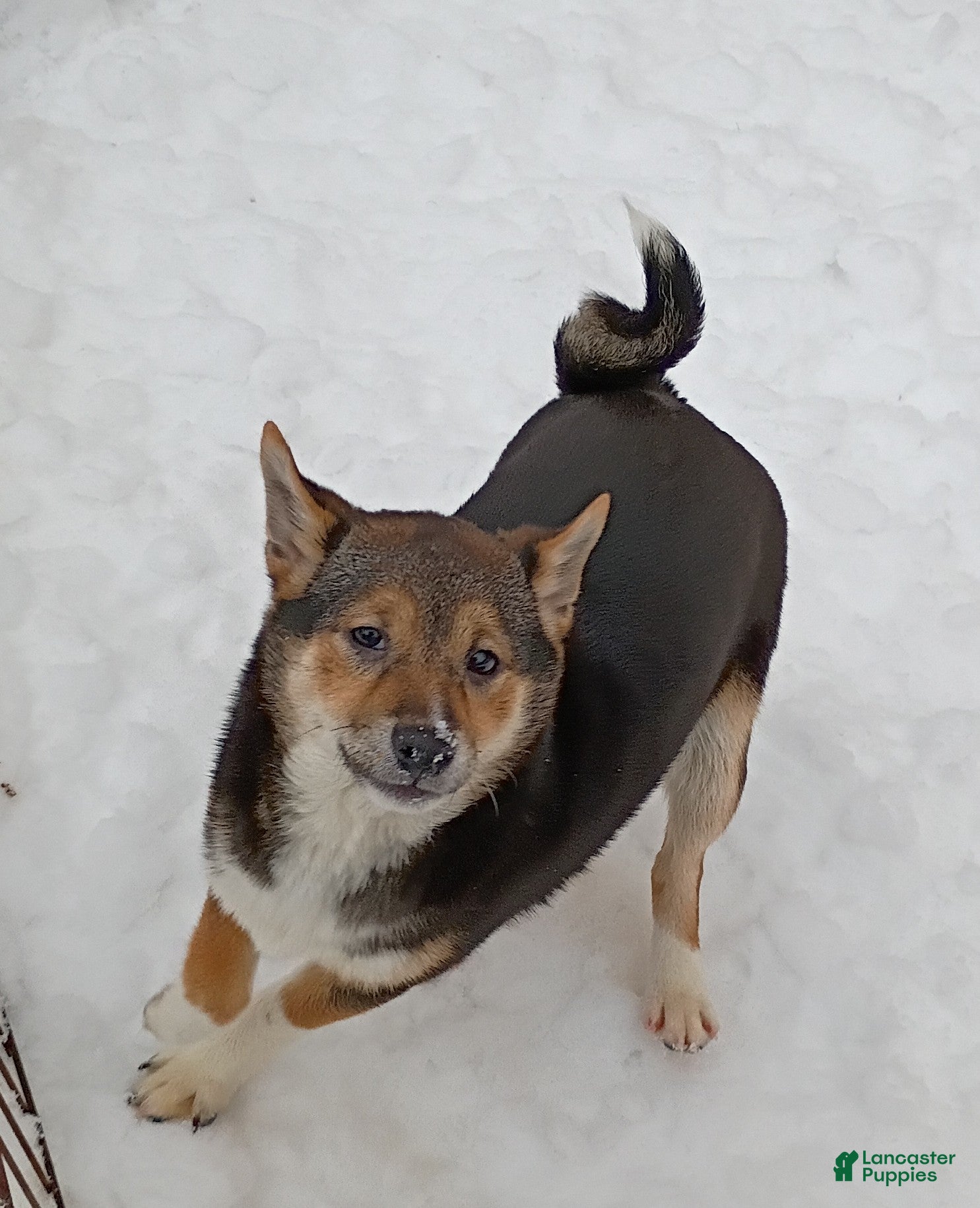 Shiba Inu dogs Holly  - Ad 25