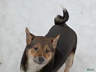 Shiba Inu dogs Holly - Ad 25