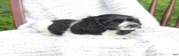 Cocker Spaniel dogs for sale: Casey - Ad 5