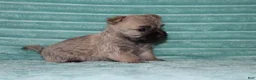 Cairn Terrier dogs for sale: Caspian - Ad 4