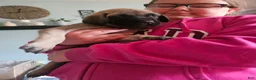 English Mastiff dogs for sale: Teal - Ad 2