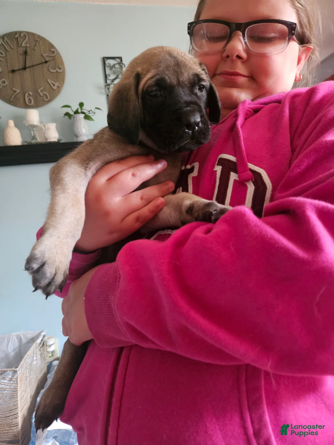 English Mastiff dogs for sale: Teal - Ad 2