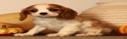 Cavalier King Charles Spaniel dogs for sale: Bree - Ad 4