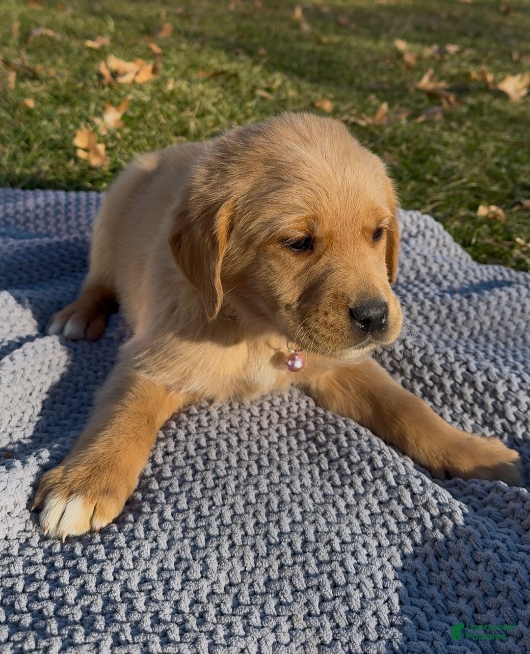 Goldador dogs for sale: Tana - Ad 2